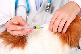 Основные правила вакцинации собак и кошек