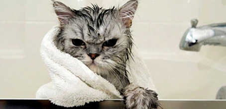 Когда и как нужно мыть кошку