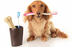 Простой способ чистки зубов домашнего питомца
