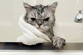 Когда и как нужно мыть кошку?